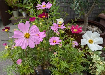 秋のお花❁入荷しました｜「フラワースタジオ花かざり」　（大阪府大阪市城東区の花キューピット加盟店 花屋）のブログ