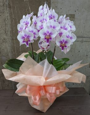 上品な蘭｜「花かざり」　（大阪府大阪市城東区の花キューピット加盟店 花屋）のブログ